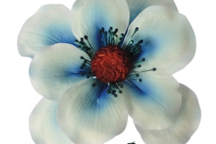 anemone-blue