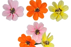cosmos
