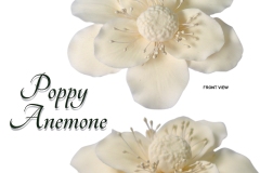 poppy-anemone-white