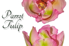 tulip-parots