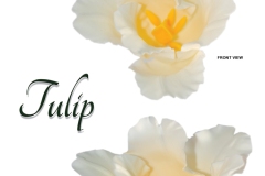 tulip-white