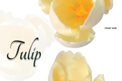 tulip-white01