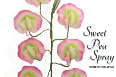 sweet-pea-spray-15-1087wpk