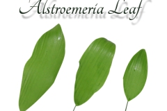 alstroemeria-single