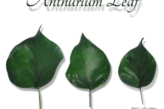 anthurium-single