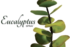 eucalyptus-spray