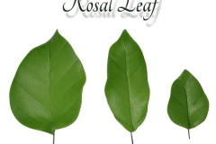 rosal-leaf-single