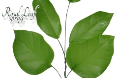 rosal-leaf