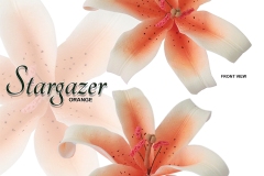STARGAZER-15-1041-SO