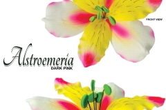 alstroemeria-15-1036