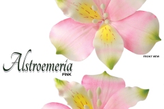 alstroemeria-15-1036WHLPK