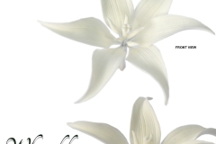 white-lily-15-1048-M