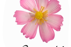 COSMOS-PINK