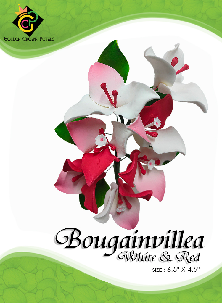 BUGAMVILLA-WHITE-RED