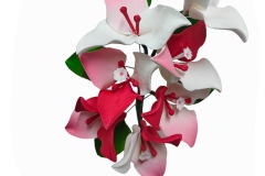 BUGAMVILLA-WHITE-RED