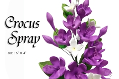 CROCUS-SPRAY