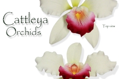 cattleya-orchids