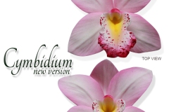 cymbidium-new-version-pink
