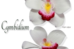 cymbidium