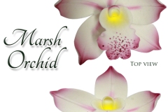 marsh-orchids