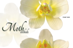 moth-orchids-white