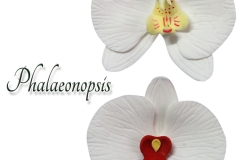 phalaeonopsis