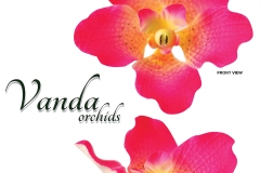 vanda-orchids-red