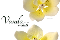 vanda-orchids