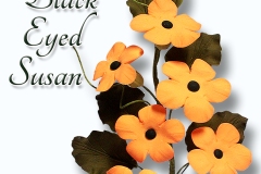 black-eyed-susan