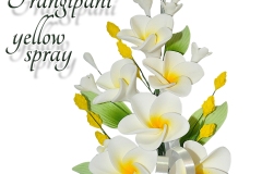 frangipani-yellow-spray